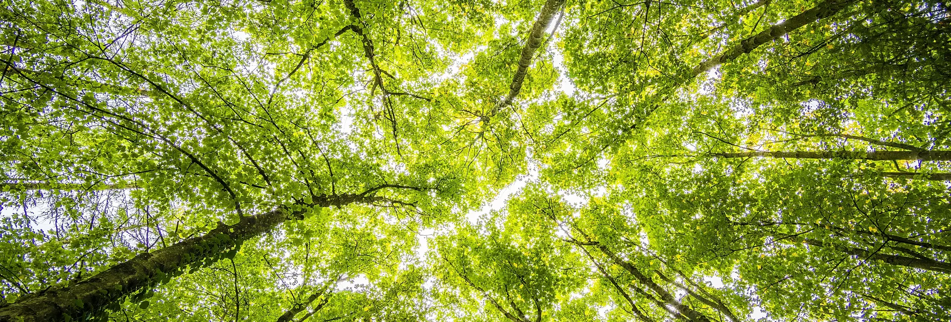 Vernillet bois conseil achat et vente de bois (45) Loiret